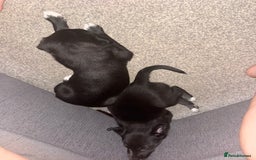 Mixed Breed dogs for sale: German Shepard/husky cross puppies  - Image 7