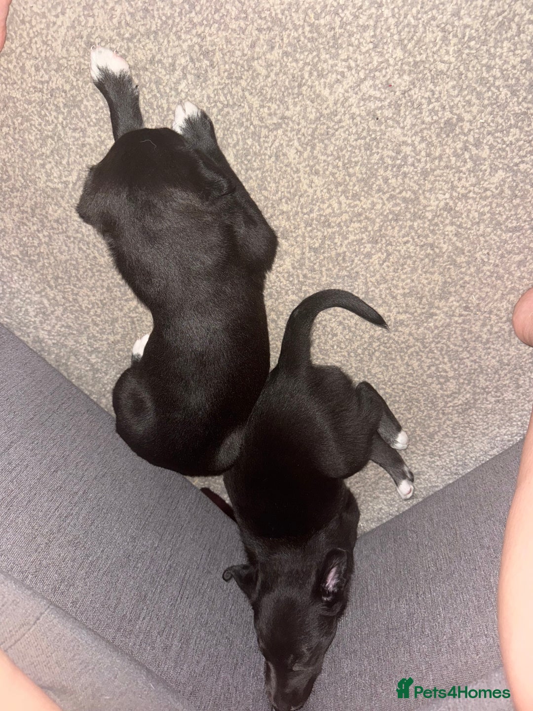 Mixed Breed dogs for sale: German Shepard/husky cross puppies  - Image 7
