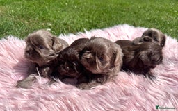 Shih Tzu dogs for sale: Shihtzus lilacs 5* KC REGISTERED - Image 7