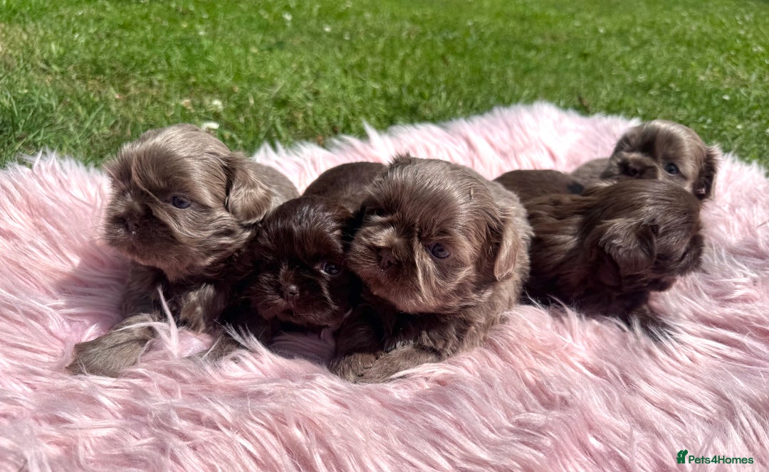 Shih Tzu dogs for sale: Shihtzus lilacs 5* KC REGISTERED - Image 7