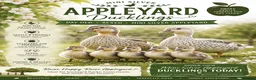 Ducks poultry for sale: Female ducklings, runners, mini appleyard, khakis  - Advert 3