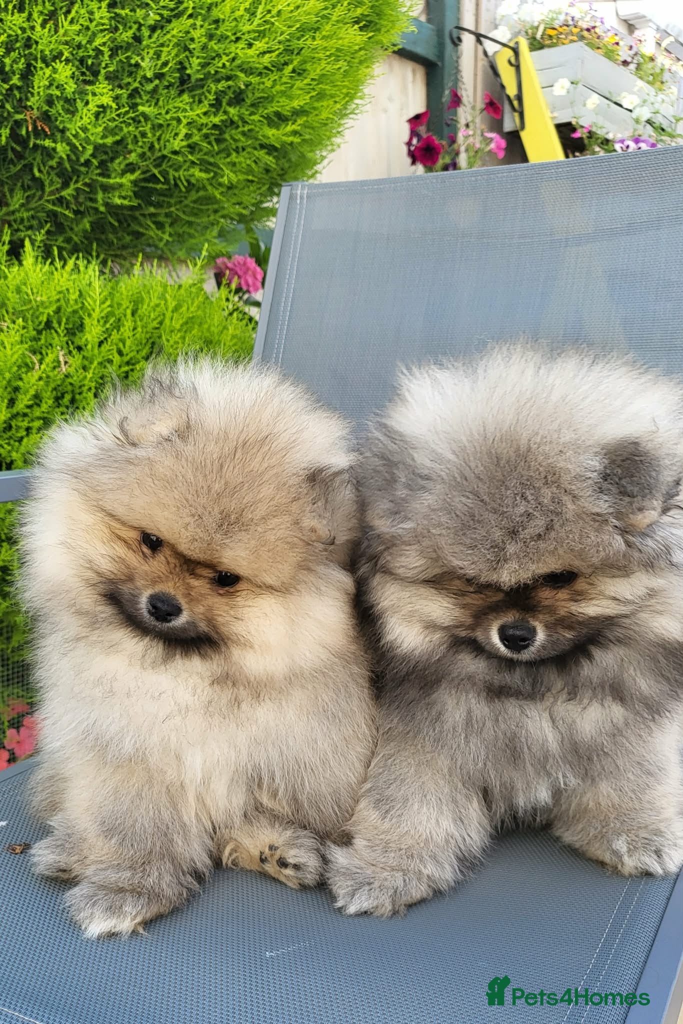 Pomeranian dogs Pomeranian KC Reg Boys– Cream&Wolf Sable - Advert 18