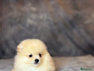 Pomeranian dogs - Advert 5