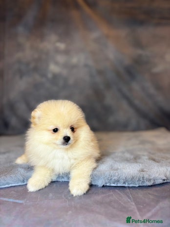 Pomeranian dogs - Advert 1