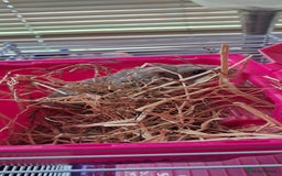 Hamster rodents for sale: Russian hamster with cage  - Image 4