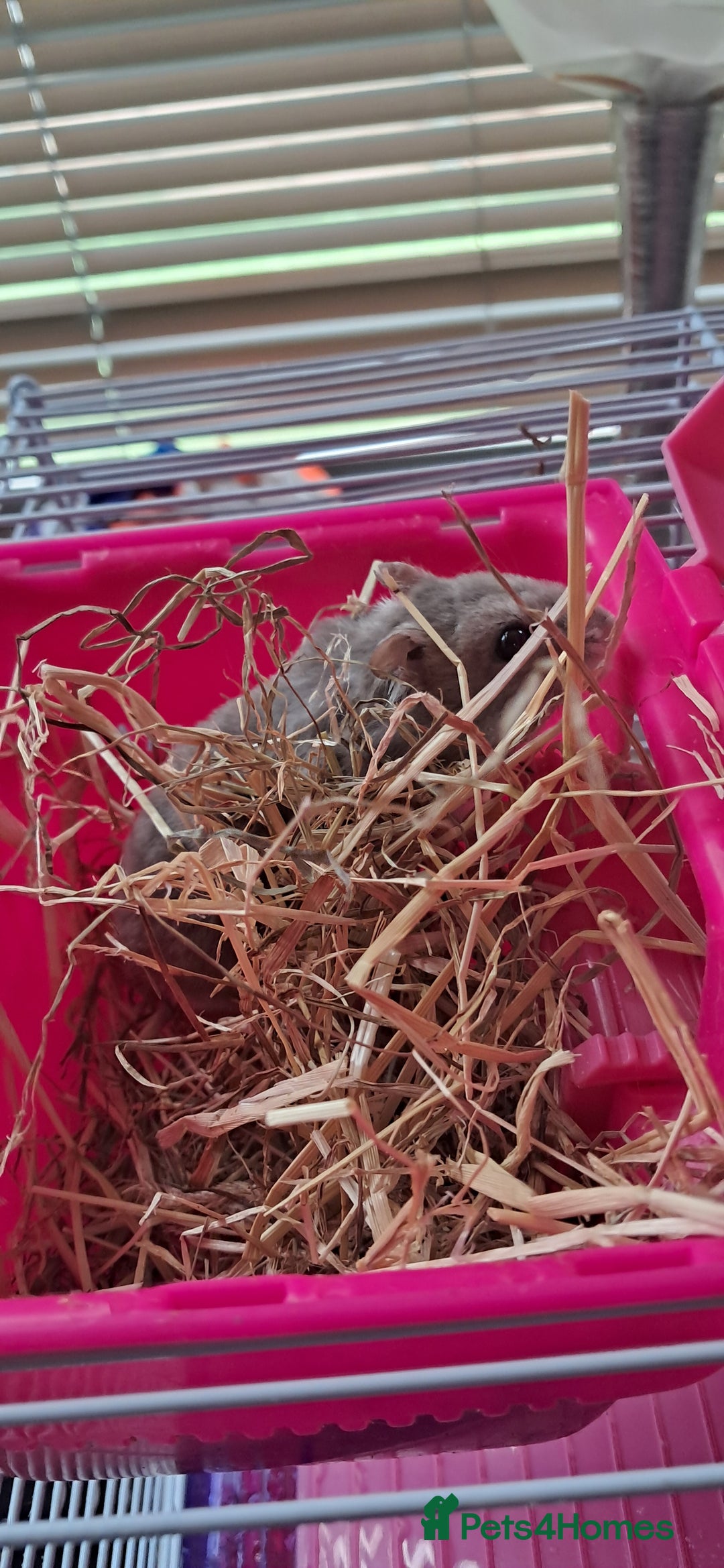 Hamster rodents for sale: Russian hamster with cage  - Image 4