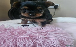 Yorkshire Terrier dogs for sale: Mini Yorkshire terrier puppies  - Image 3