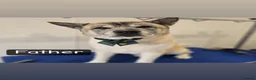 Mixed Breed dogs for sale: Shar pei X Akita puppy’s  - Advert 2