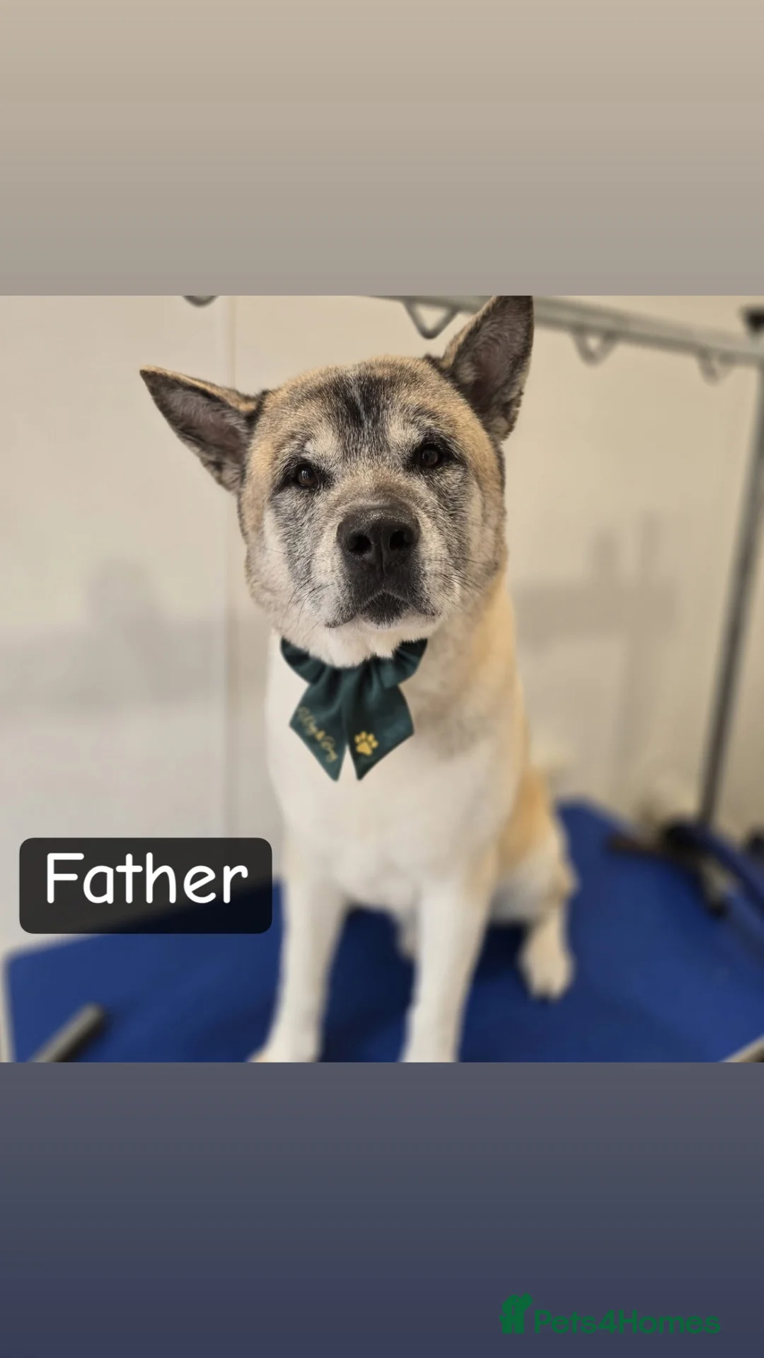 Mixed Breed dogs for sale: Shar pei X Akita puppy’s  - Advert 2