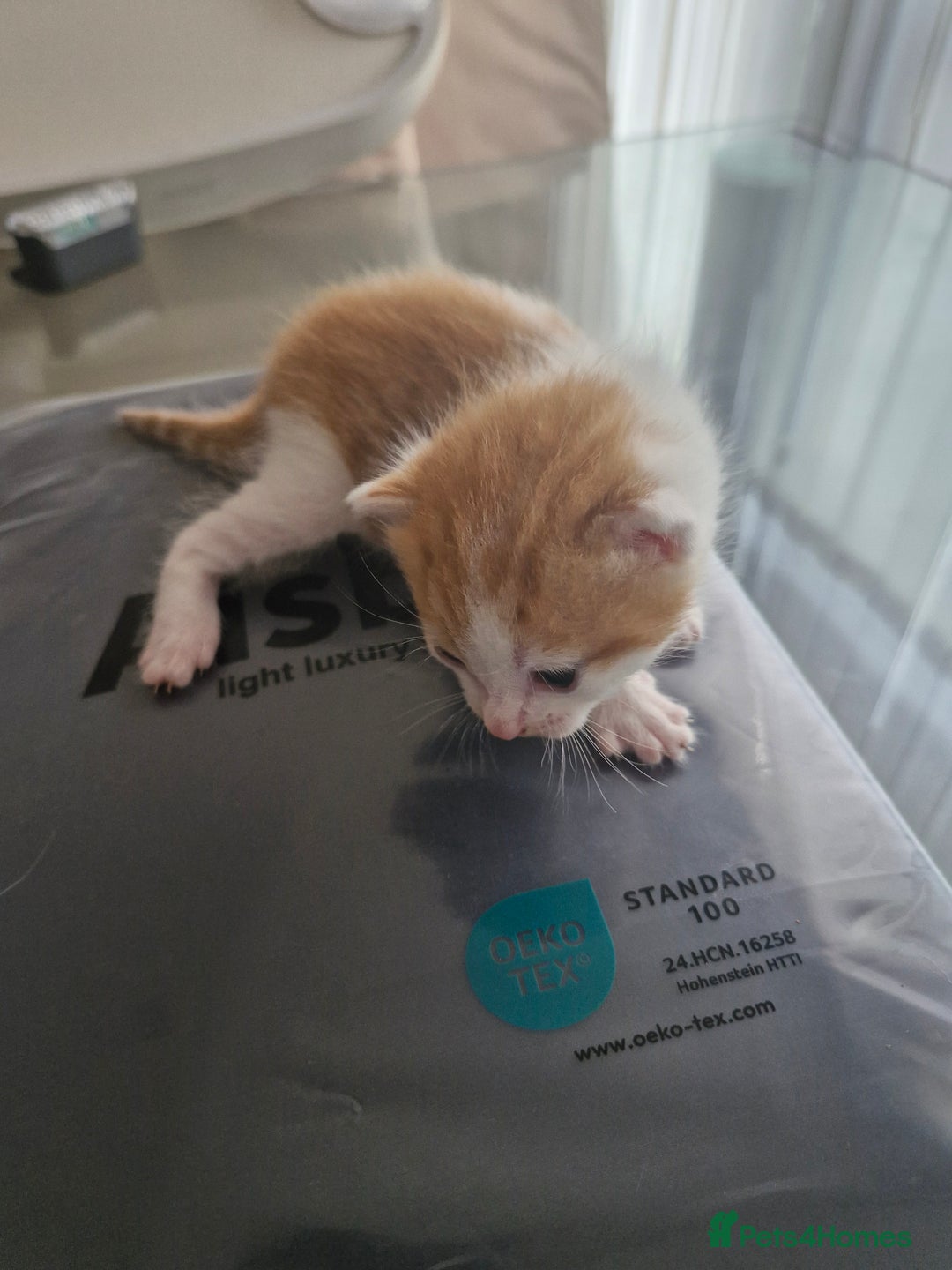 Abyssinian cats for sale: Beautiful & very therapeutic to watch them grow :) - Image 7