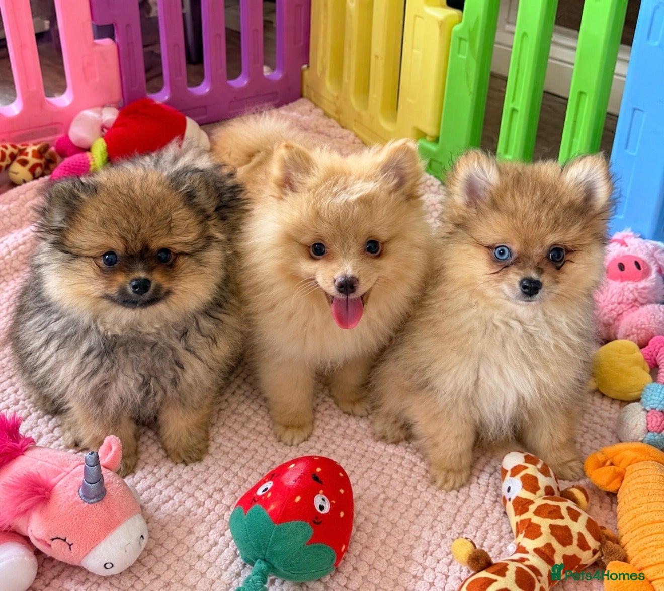 Pomeranian dogs Pomeranian puppies ready now  - Advert 1