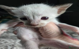 Siamese cats for sale: Beautiful 2 Havana browns and 2 C/ point siamese  - Image 17