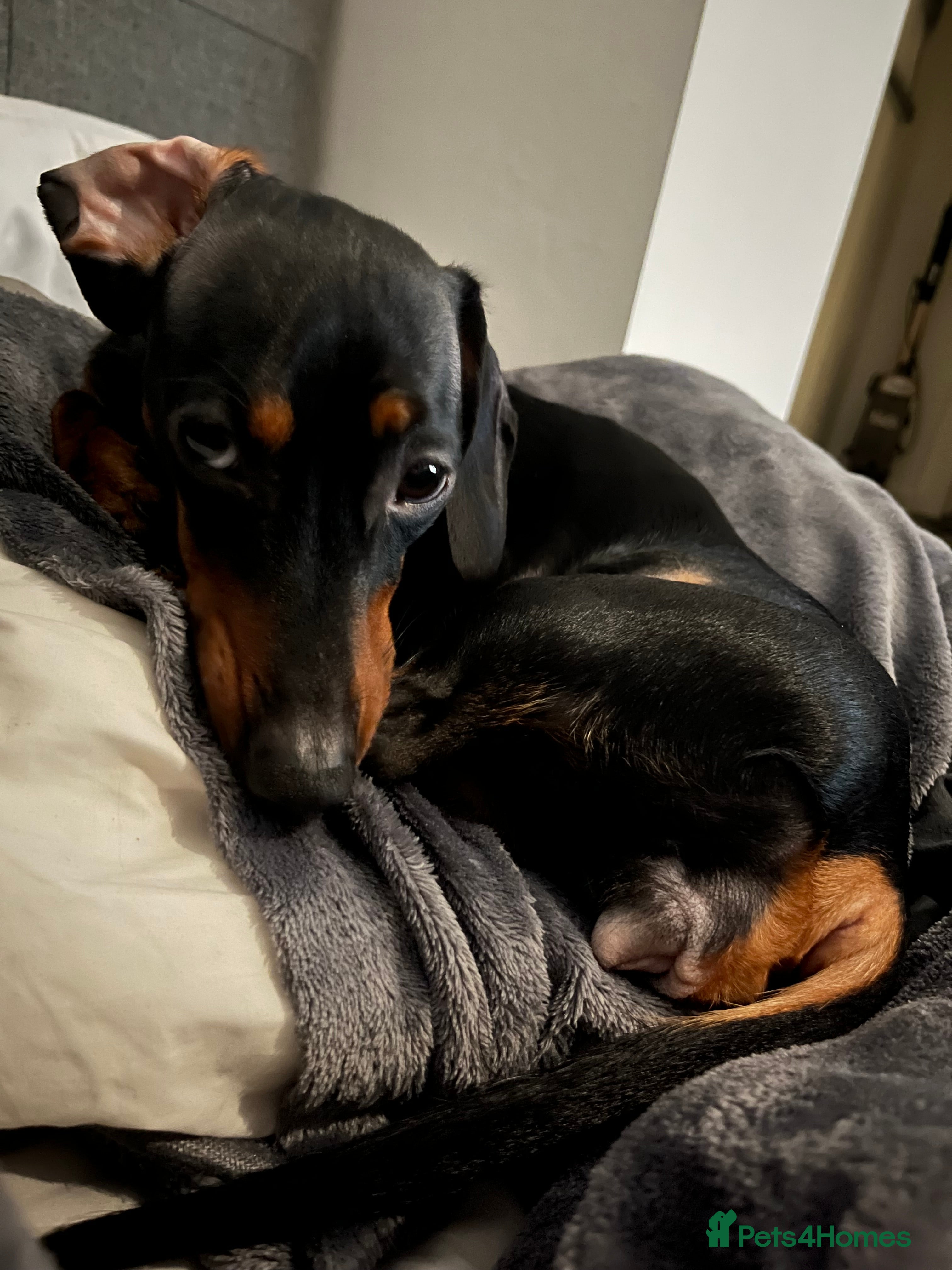 Miniature Dachshund dogs Female miniature dachshund  - Advert 1