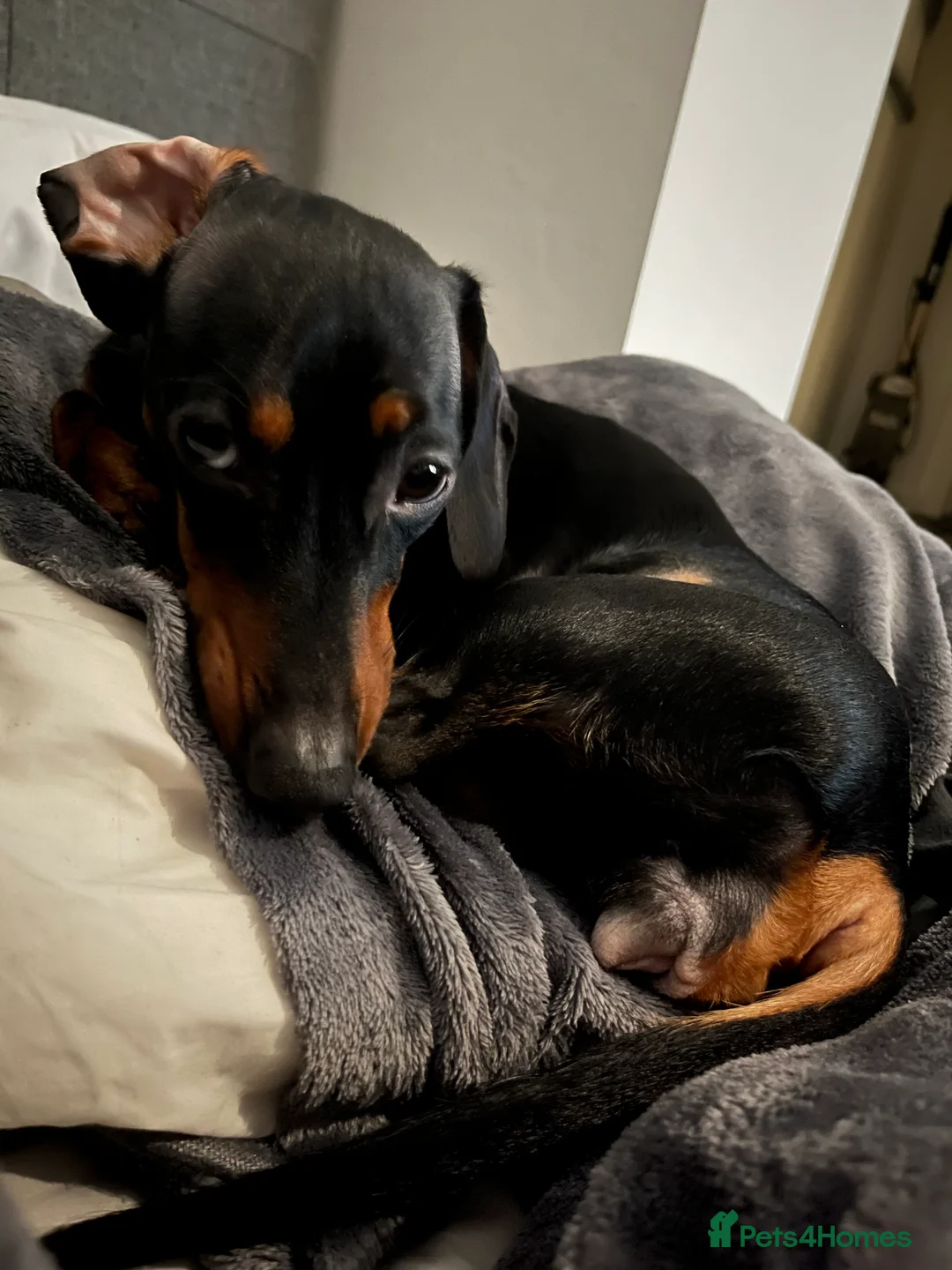 Miniature Dachshund dogs for sale: Female miniature dachshund  - Advert 1