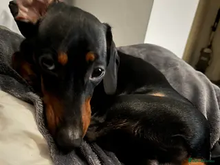 Miniature Dachshund dogs Female miniature dachshund - Advert 1