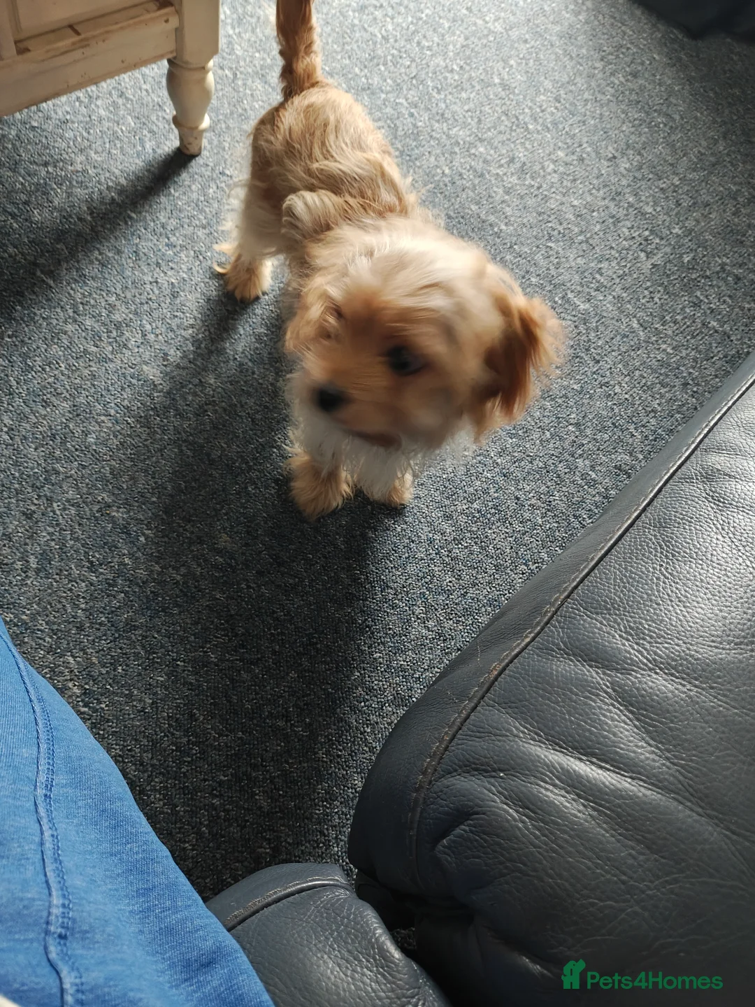 Cavapoo dogs for sale: My owners and me are so sad to do this - Advert 2