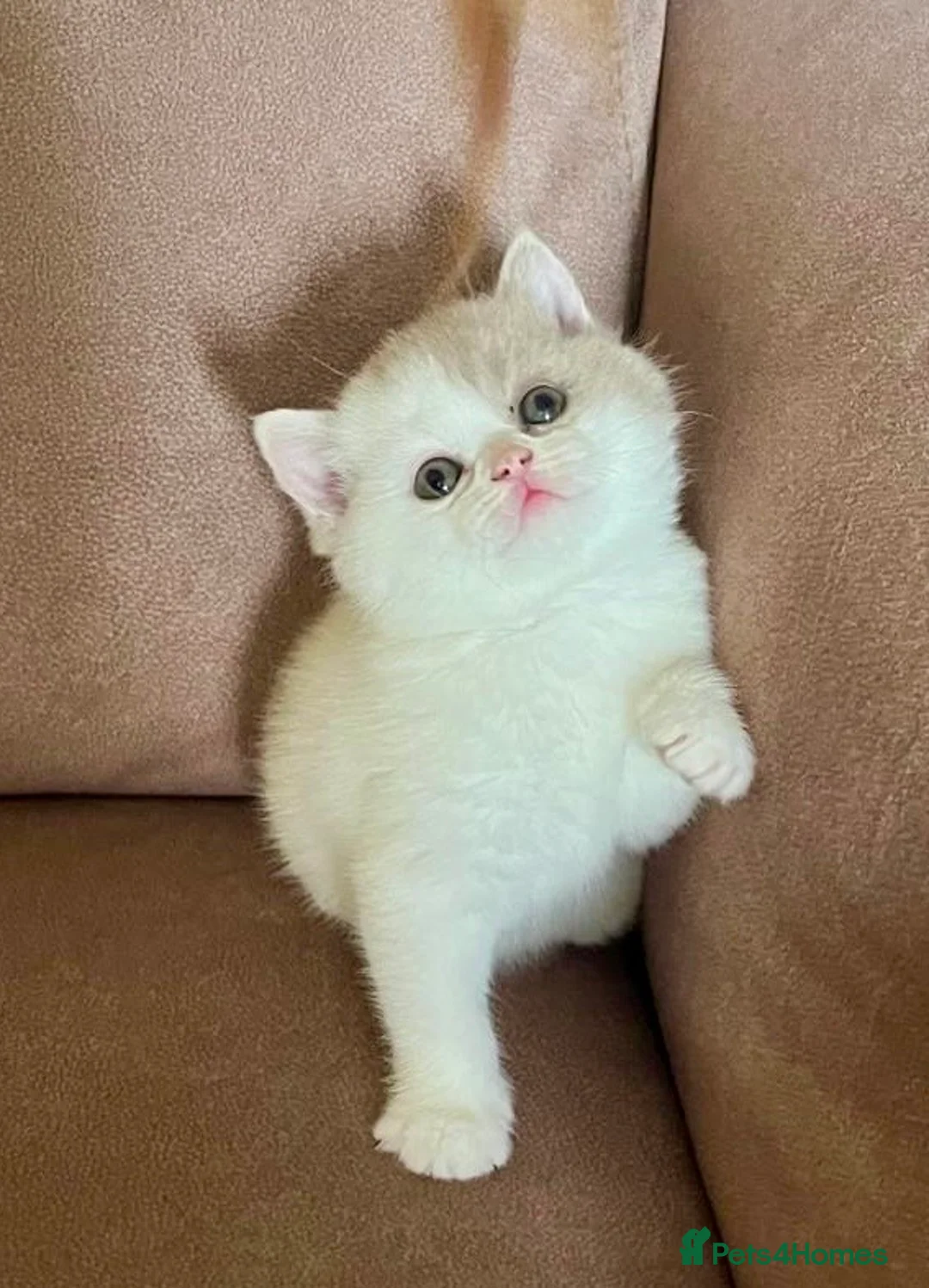 British Shorthair cats for sale: Bi Colour British Shorthair Kittens, Exc Pedigree  - Advert 2