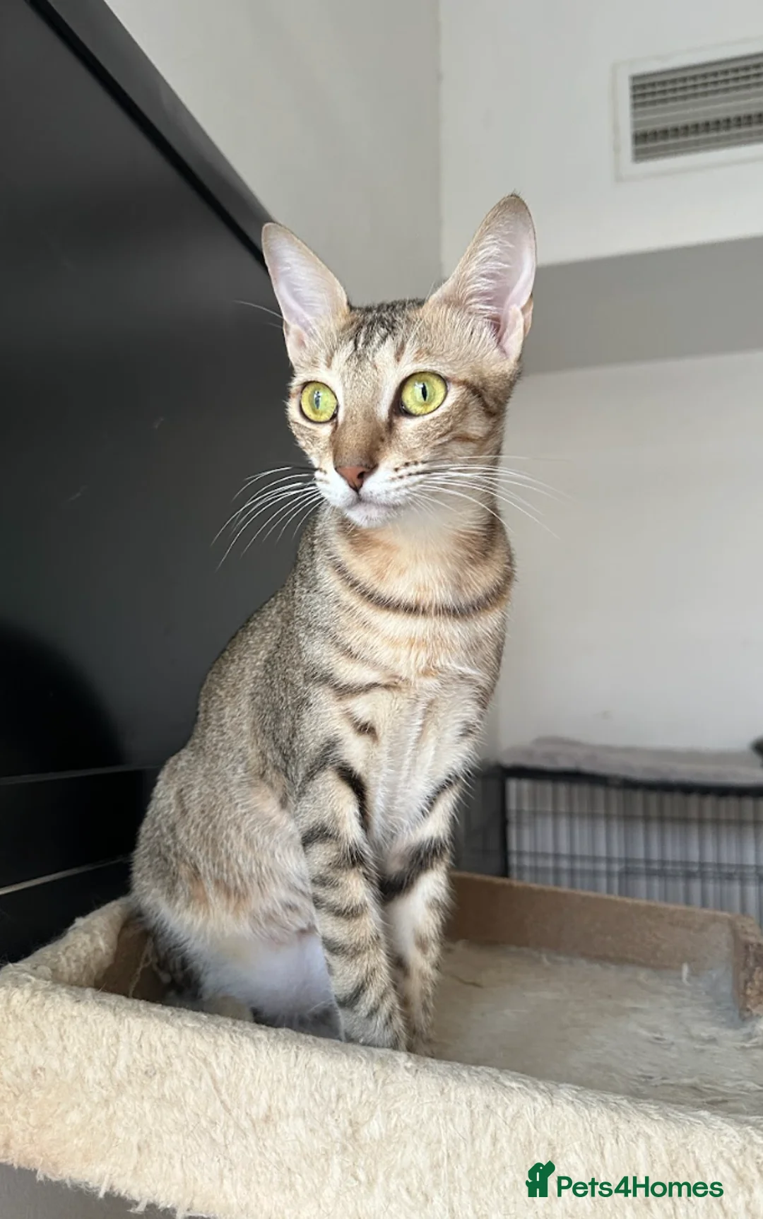 Arabian Mau cats for adoption: Female Tabby Cat for Indoor Adoption - Advert 7