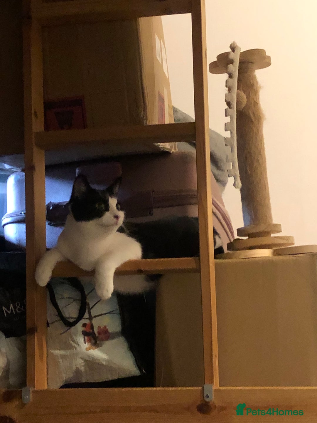 Domestic Shorthair cats for sale: 2 Cats for FREE  - Image 2