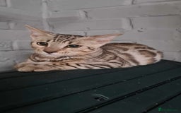 Bengal cats for sale: 2  Tica Pedigree Male Bengals. - Image 6
