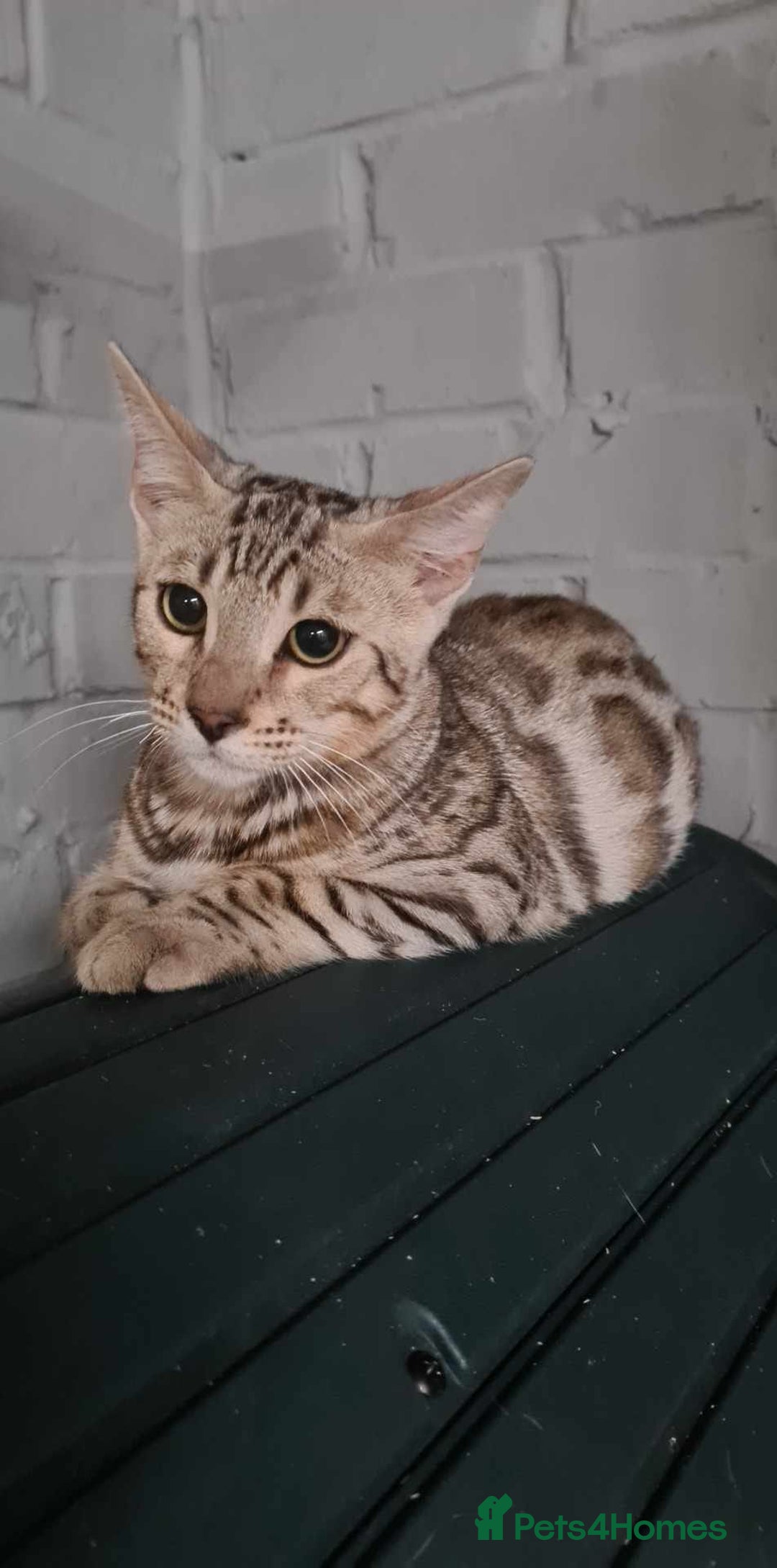 Bengal cats for sale: 2  Tica Pedigree Male Bengals. - Image 6