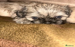 Shih Tzu dogs for sale: shihtzu  - Image 1