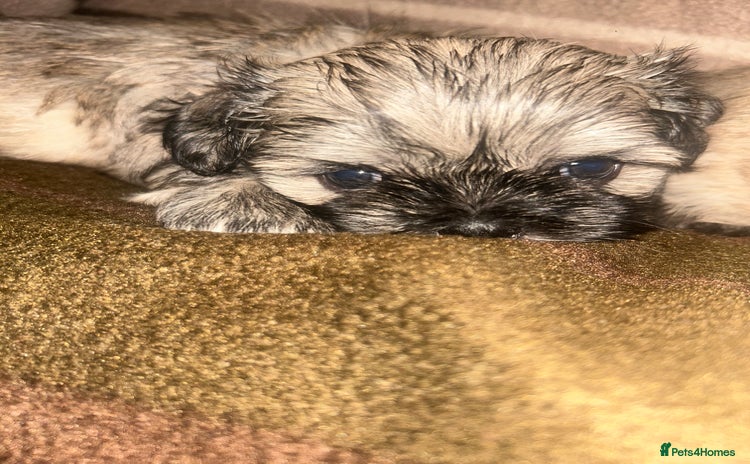 Shih Tzu dogs - Advert 1