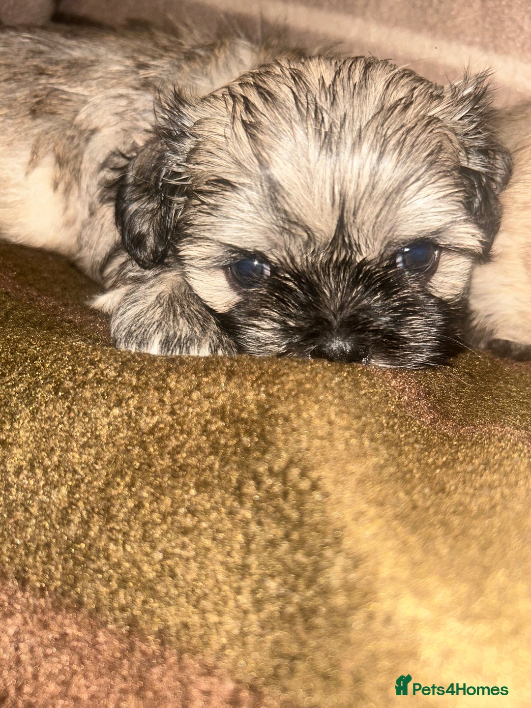 Shih Tzu dogs for sale: shihtzu  - Image 1
