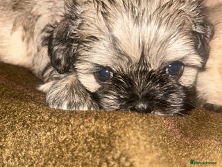 Shih Tzu dogs - Advert 2