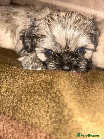 Shih Tzu dogs - Advert 2