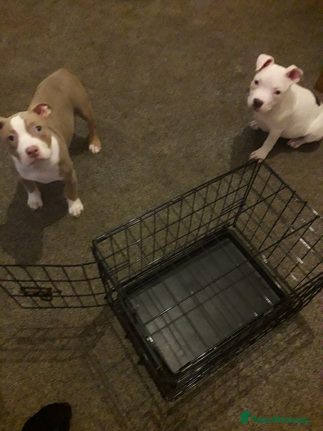 Mixed Breed dogs for sale: 3 month old pocket bullies  - Advert 3