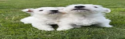 West Highland Terrier dogs for sale: Cute & Bouncy Westie Babes  - Advert 5