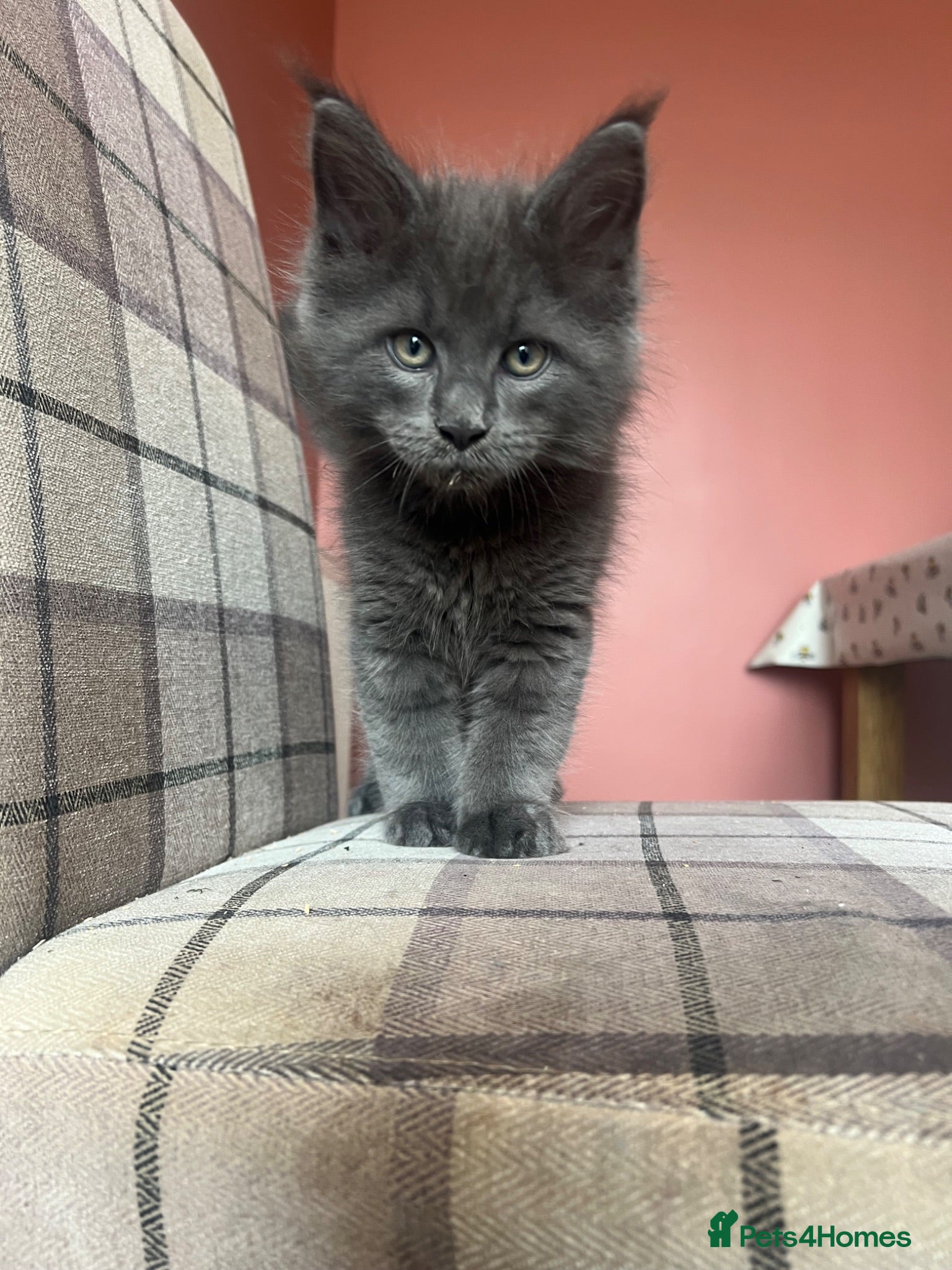 Maine Coon cats Stunning TICA Russian Maine Coon 1 left! - Advert 4