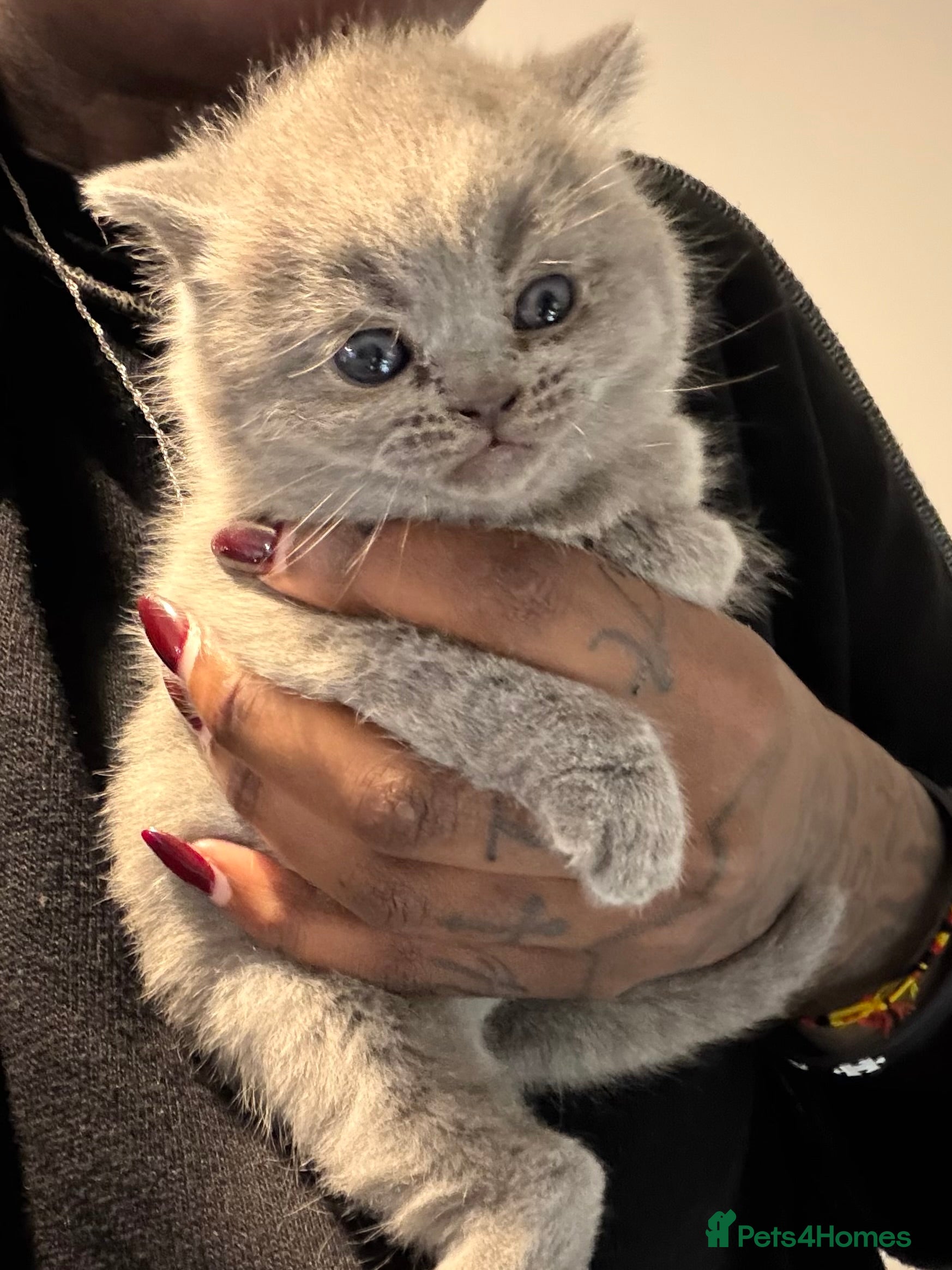 British Shorthair cats THREE BRITISH SHORTHAIR KITTENS FOR SALE - Advert 16