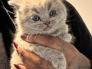 British Shorthair cats THREE BRITISH SHORTHAIR KITTENS FOR SALE - Advert 16