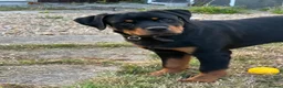 Rottweiler dogs for sale: Rottweiler puppies for show & breeding - Advert 20