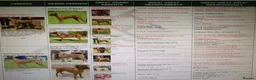Rhodesian Ridgeback dogs for sale: Pedigree Rhodesian Ridgeback puppies.  - Advert 21