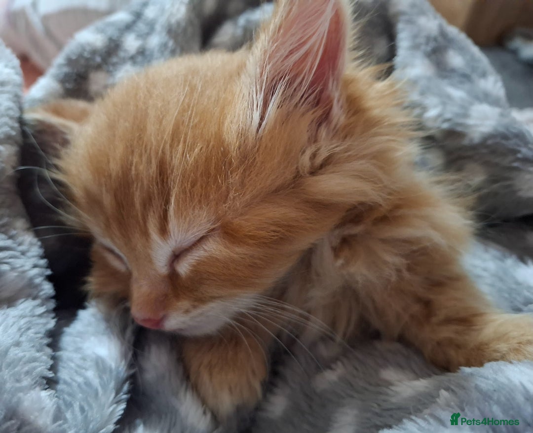 Maine Coon cats for sale: Absolutely Stunning Part Maine Coon Kittens - Advert 14