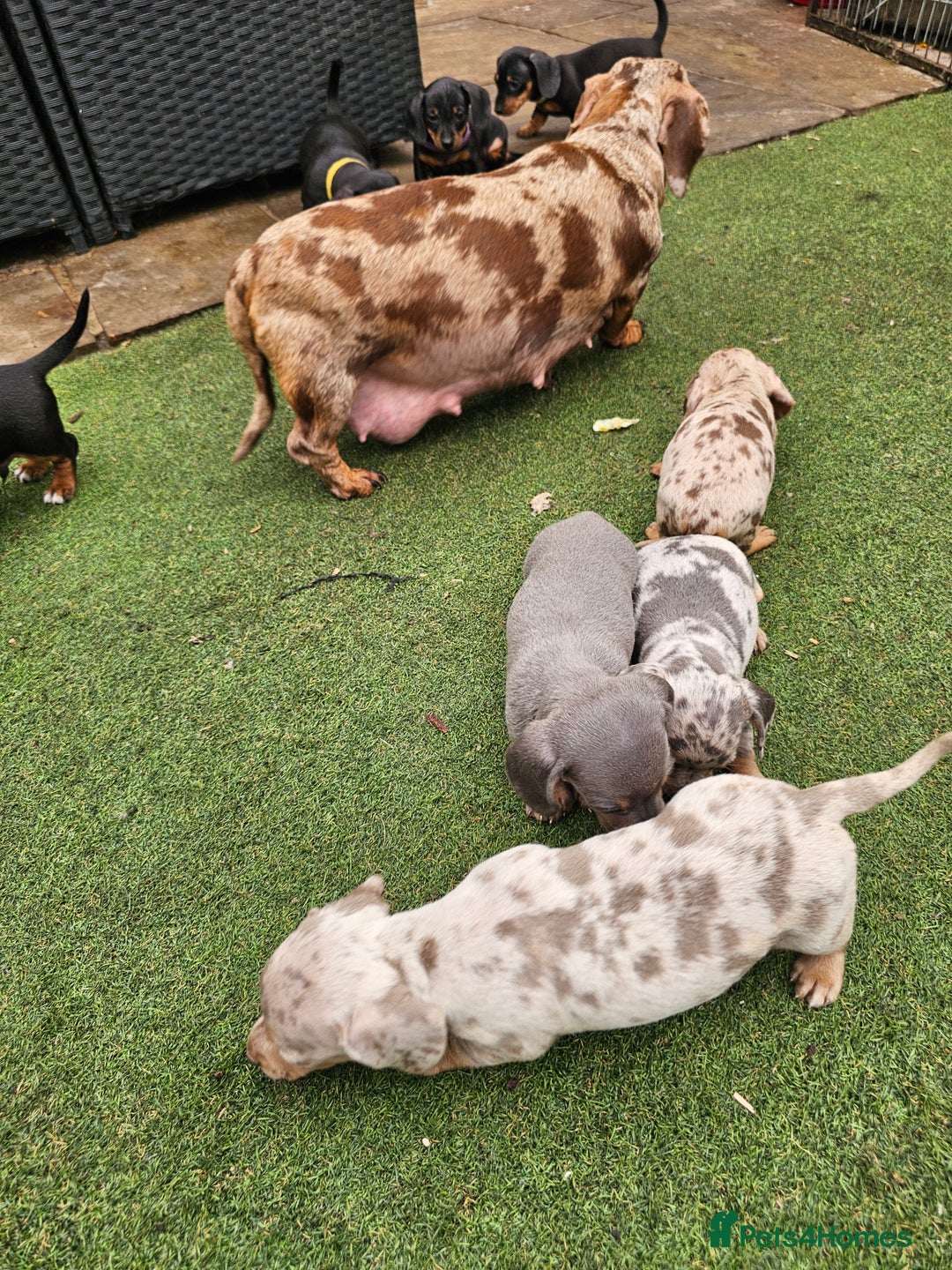 Miniature Dachshund dogs for sale: PRA CLEAR GORGEOUS MIN DACHSHUNDS  - Image 26