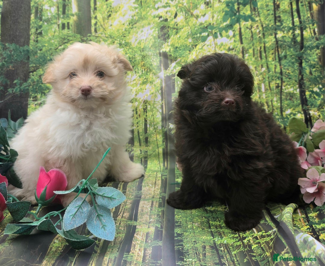 Pomapoo dogs for sale: 🩷ROSIE AND JIM💙 F1 POMAPOO BABIES - Image 4