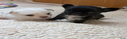 Chihuahua dogs for sale: Beautiful Chihuahua Boys 🐾 - Advert 16