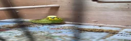 Budgerigars birds for sale: Breeding pair Budgies - Advert 3