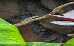 Lizard reptiles for sale: Green anoles for sale  - Image 5