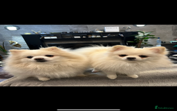 Pomeranian dogs for sale: 4 lovely Pomeranian Puppies for sale AVAILABLE NOW - Image 20