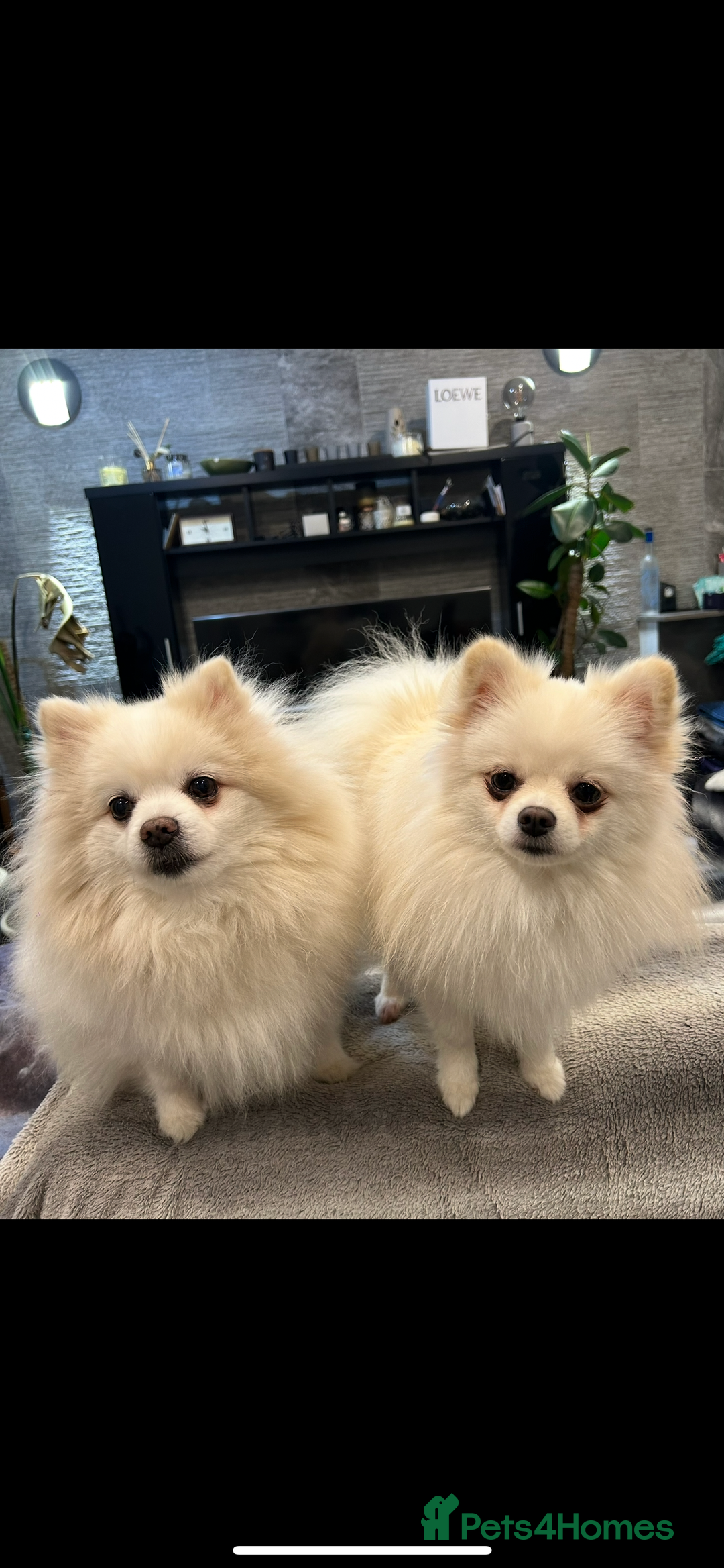 Pomeranian dogs for sale: 4 lovely Pomeranian Puppies for sale AVAILABLE NOW - Image 20
