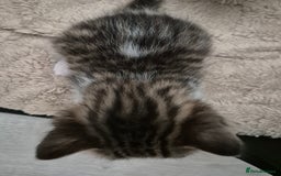 Bengal cats for sale: Bengal x kittens - Image 5