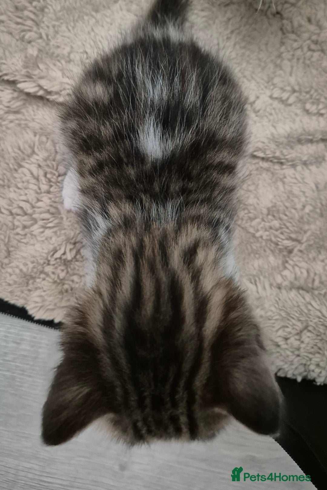 Bengal cats for sale: Bengal x kittens - Image 5