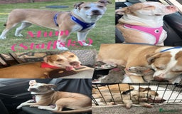 Siberian Husky dogs for sale: Husky cross pups! - Image 11