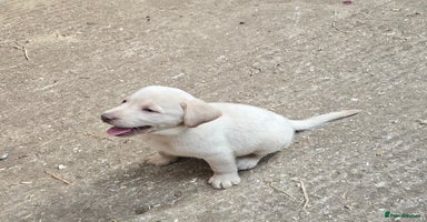 Labrador Retriever dogs - Advert 13