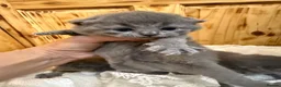 British Shorthair cats for sale: Cute British Shorthair Kittens open for reserve - Advert 30